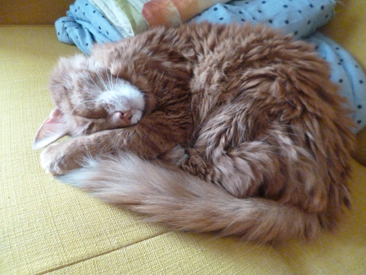 Вот и меня настиг universal petsitter experience: ~2 часа искал кота по квартире, по всем этажам дома, на чердаке, по двору дома, докопался до дворника, сделал в ЖЭКе заявку на допуск в подвал, постучался к соседям...
...Разумеется, эта рыжая жопа выспалась внутри дивана.