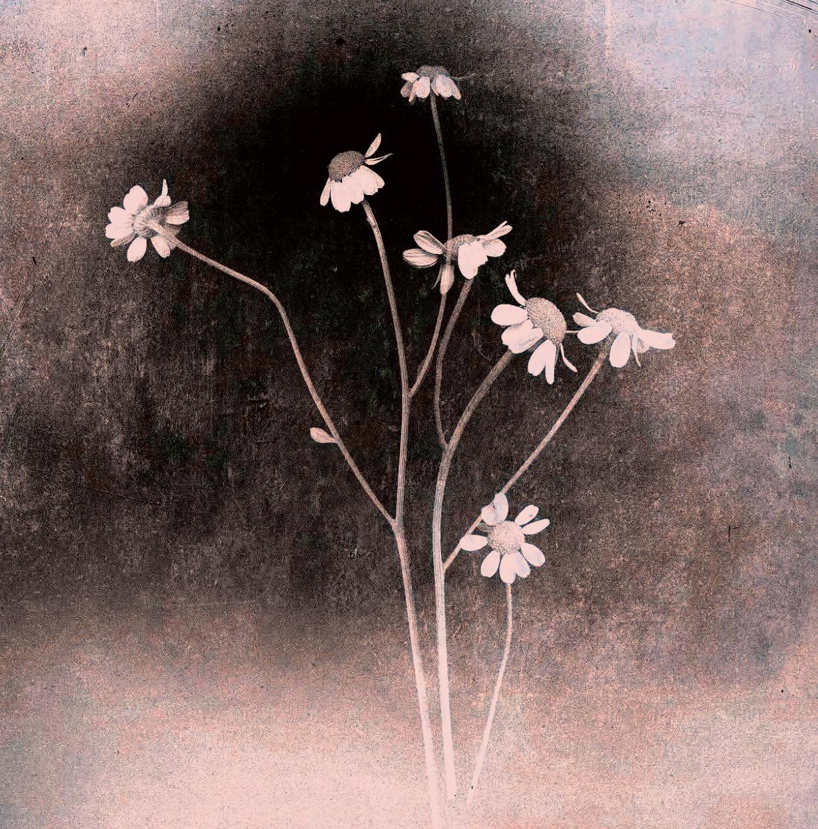 This is what the photo of the flowers looks like once you digitally develop it: