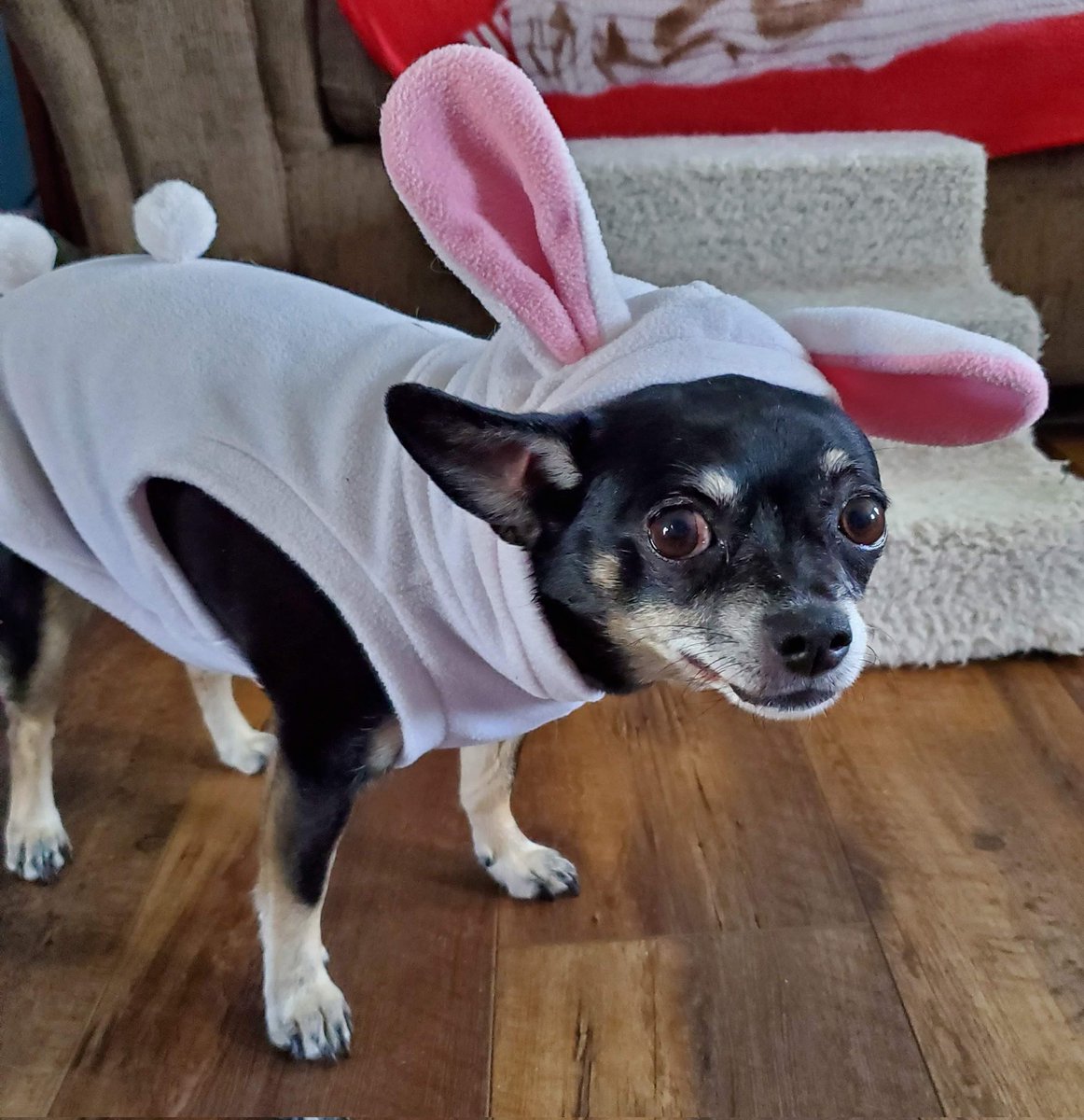 paco5775's tweet image. Wayback Wednesday 💖 #dogsoftwitter #TikiMyHeart #ForeverLoved