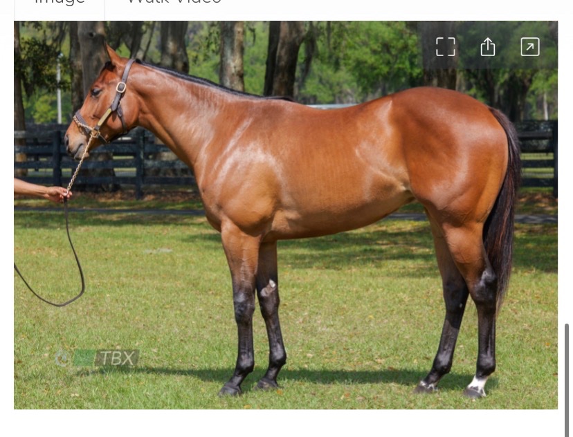 Save Horse Racing tweet media