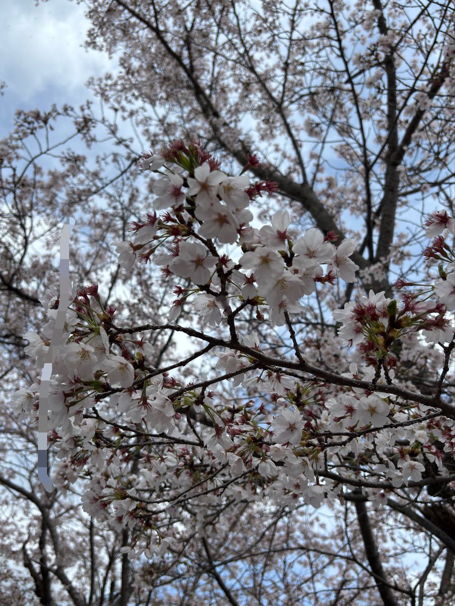 🌸ひかる🌸 tweet media