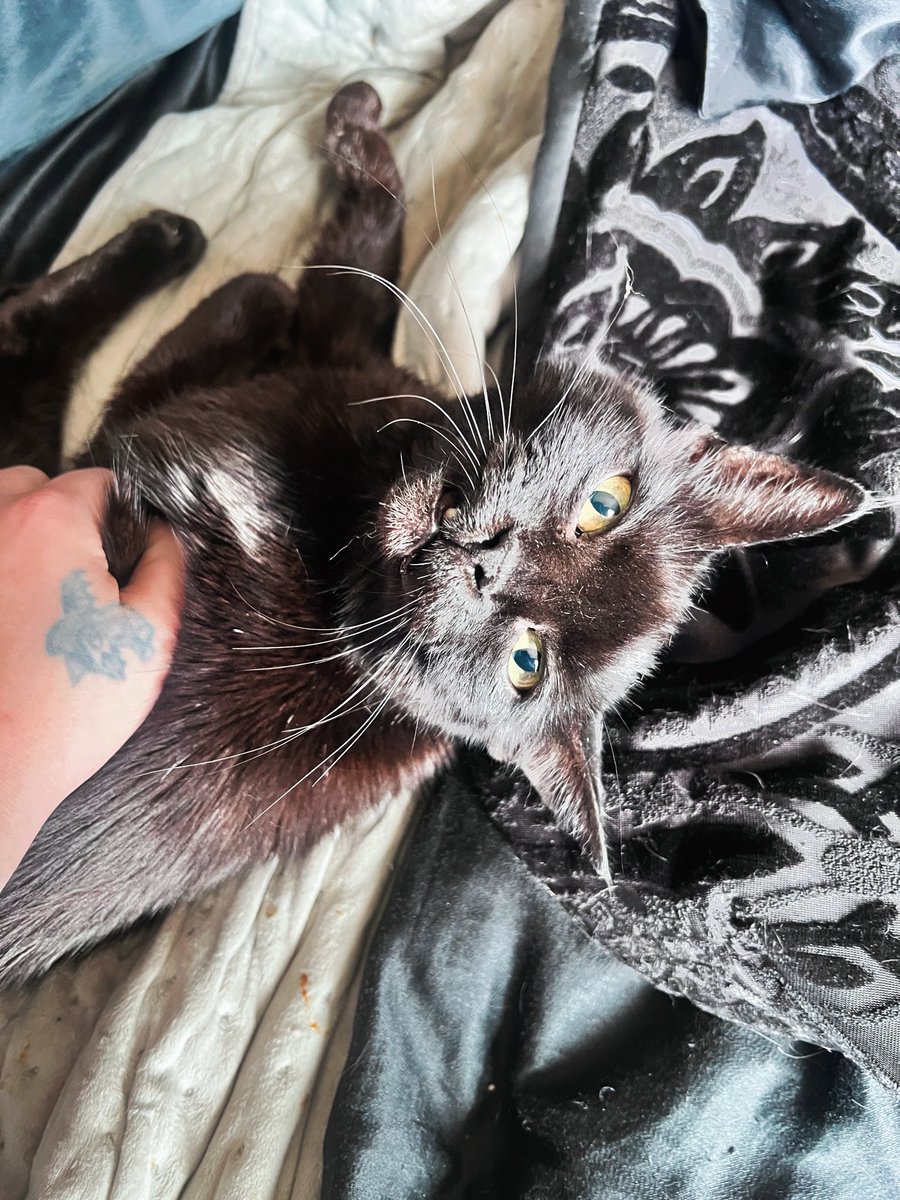 Hex LowPoxia tweet media