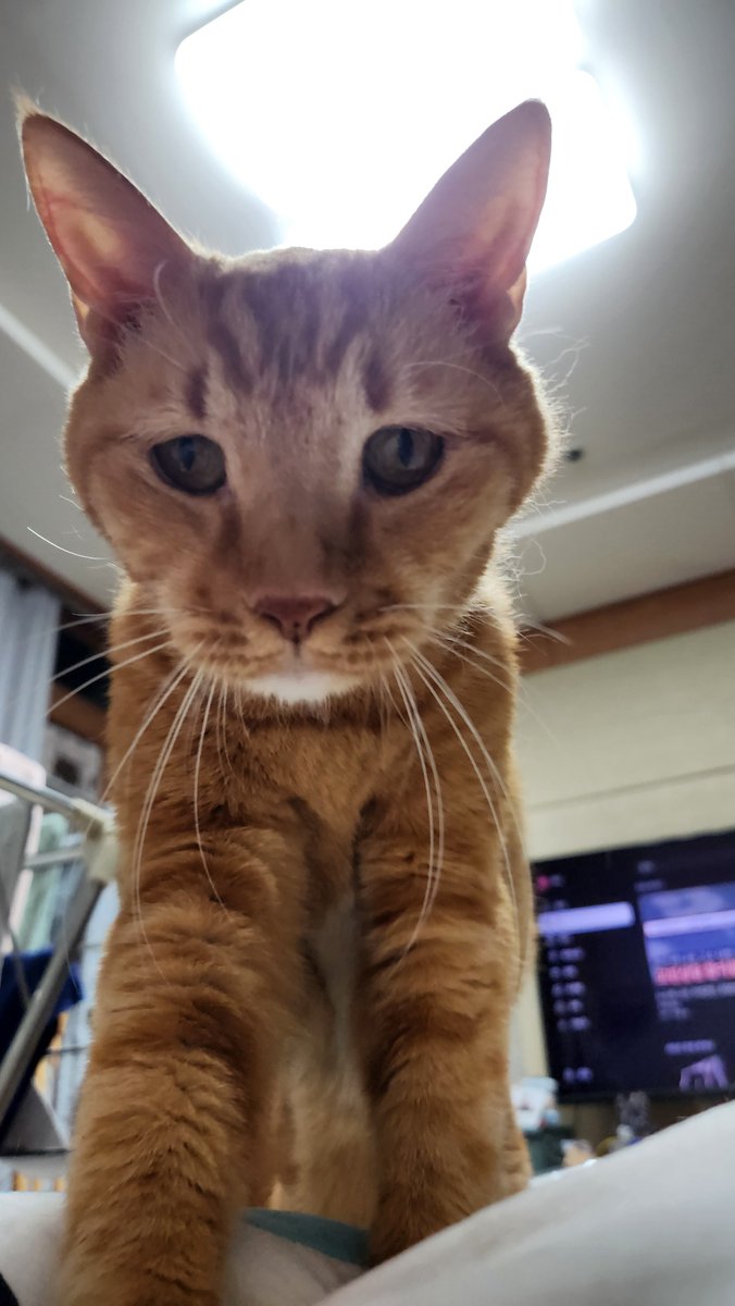sunsal_rooyo's tweet photo. 안심이가 빨래방 취직해서 월급 벌어오면 좋겠다2222222 https://t.co/Om8Crq8VHr