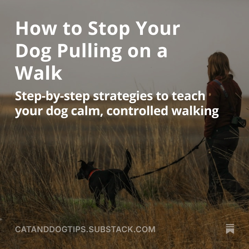 CatsAndDogsTips's tweet image. It’s one of the most common behavioral challenges dog owners face - but the good news is, it’s also highly fixable with the right approach #Dogs #DogTraining #Doglovers #Dogwalkers medium.com/@CatsAndDogsTi…