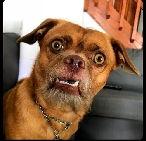 Euphoric lonaa🪖🥷 tweet media