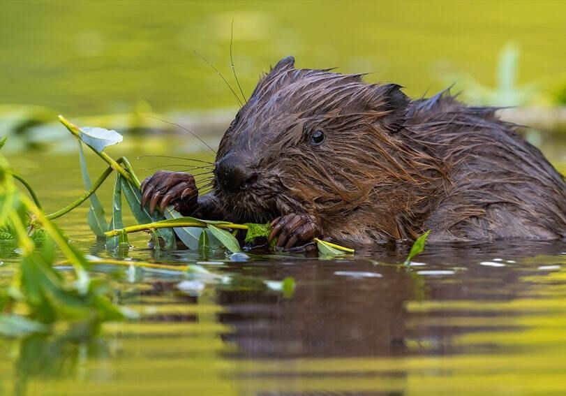 Dale Vince tweet media