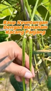 Bukit Farming tweet media
