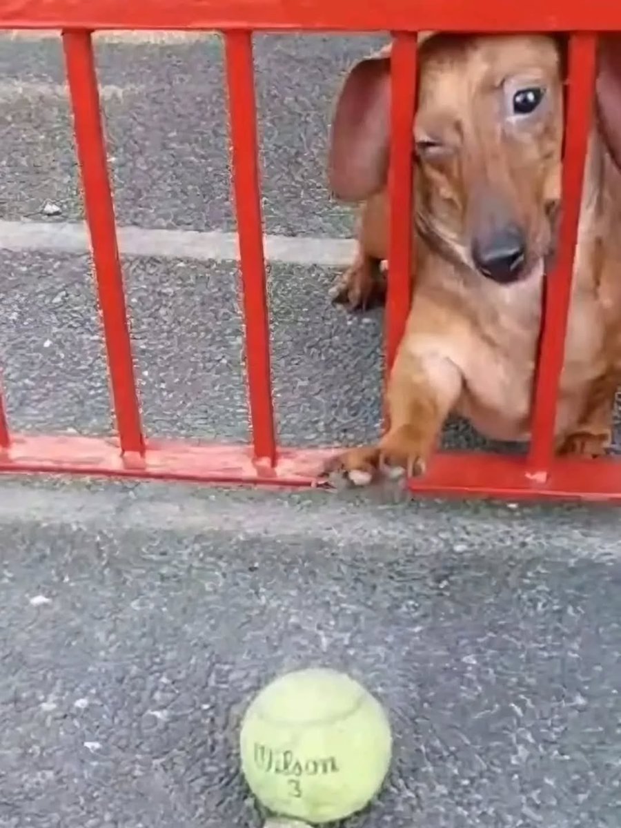 acervo doguinhos tweet media