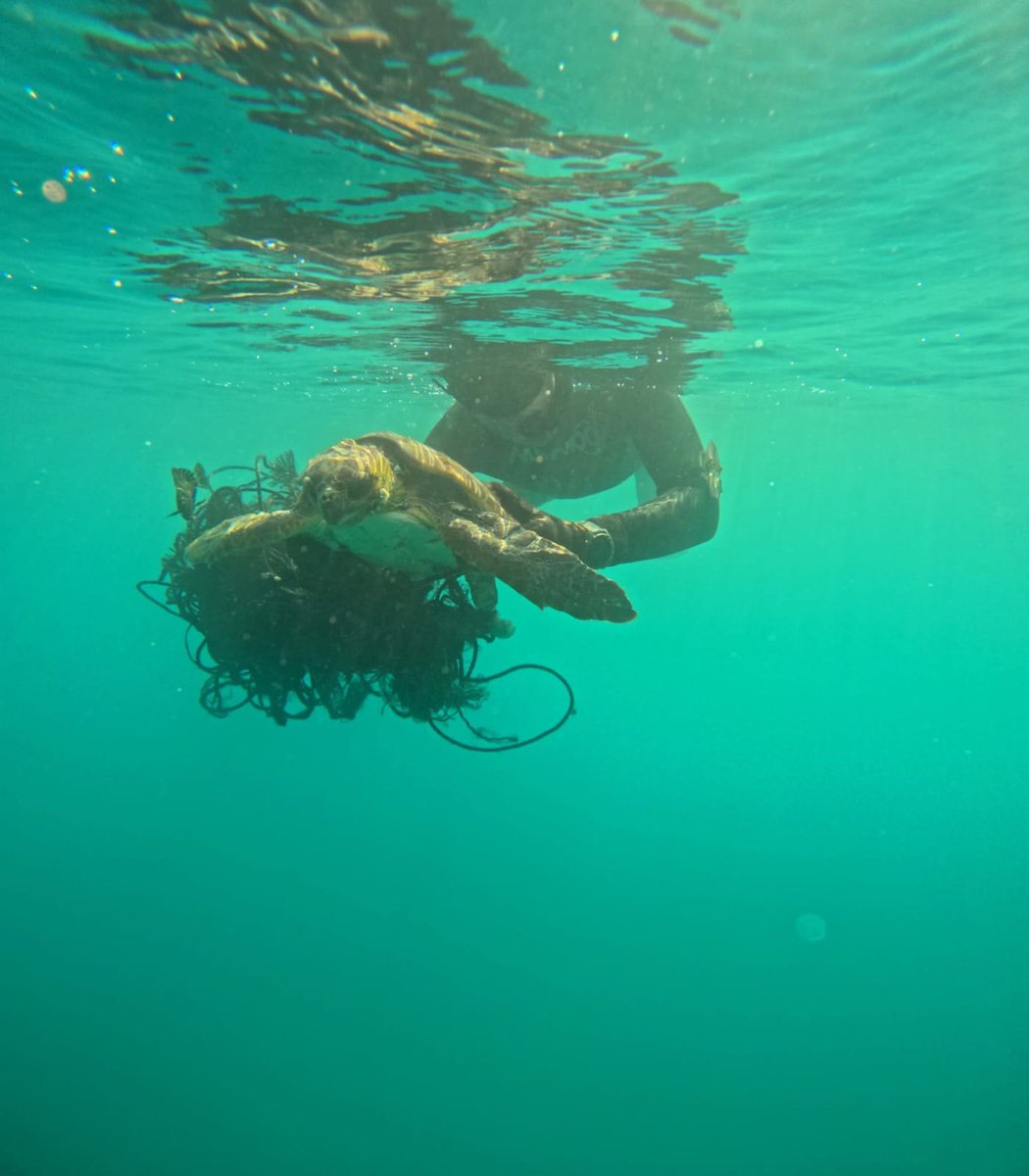 arpatoscana's tweet photo. Sono già 22 le #tartarughemarine ritrovate  lungo le coste della #Toscana nel 2026, un evento di questa portata non ha  precedenti. 
Gli accertamenti dell’IZSLT hanno escluso la presenza di agenti patogeni evidenziando l’origine antropica del fenomeno.
https://t.co/ZHOFZhiXFj https://t.co/ewnENOw2Ol