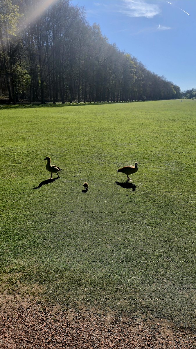 【S17】Aracᵐˢⁿᶻ 🇵🇸 tweet media