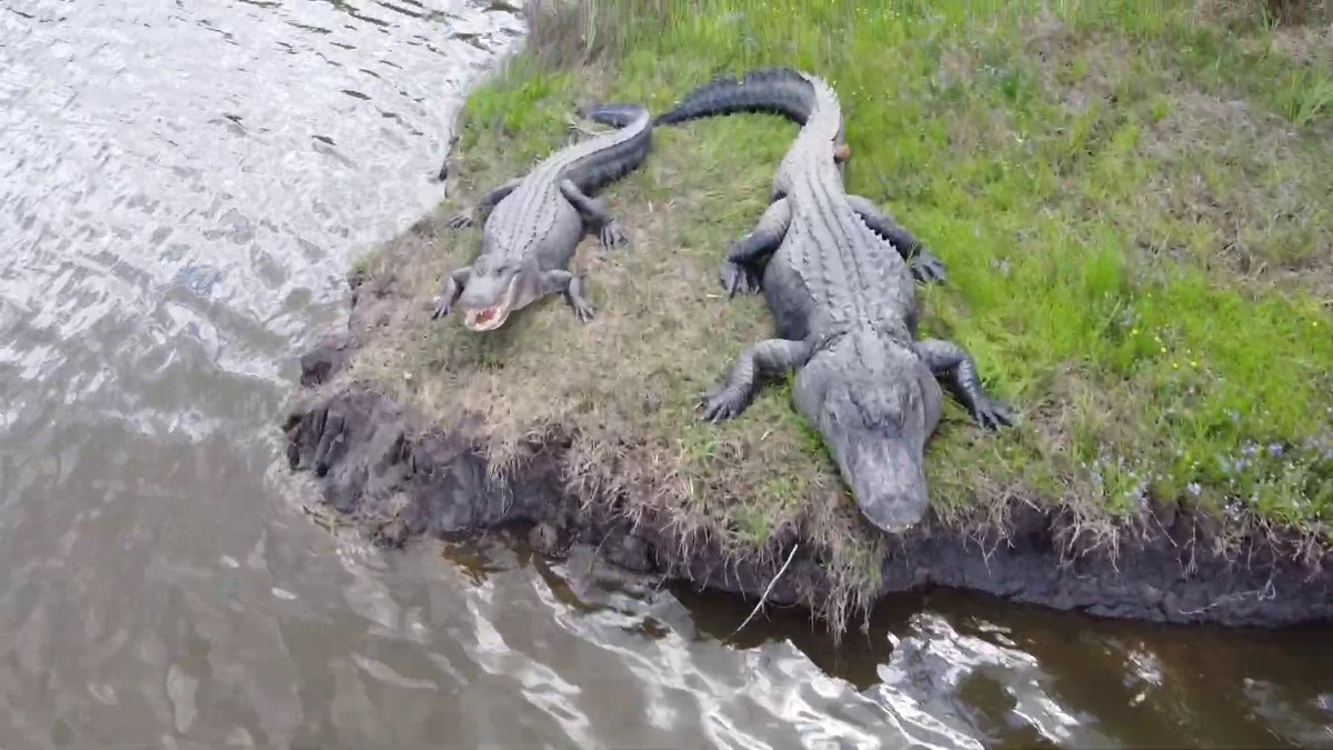 realSiLeNTxGuRu's tweet image. It's all about REPTILES today!  Let's Go!

Quote or drop one here 👇

#reptiles #naturephotography