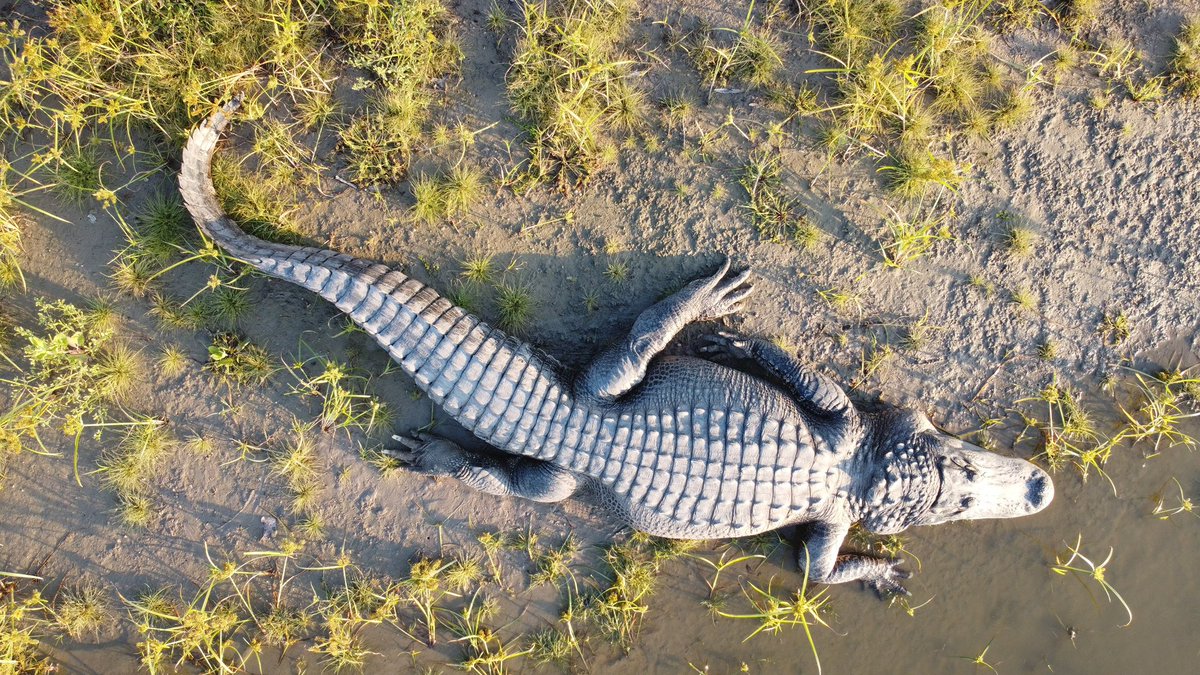 realSiLeNTxGuRu's tweet image. It's all about REPTILES today!  Let's Go!

Quote or drop one here 👇

#reptiles #naturephotography