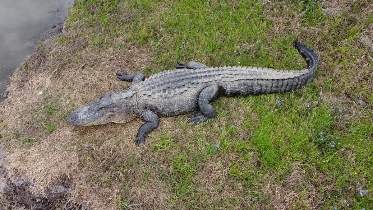 realSiLeNTxGuRu's tweet image. It's all about REPTILES today!  Let's Go!

Quote or drop one here 👇

#reptiles #naturephotography