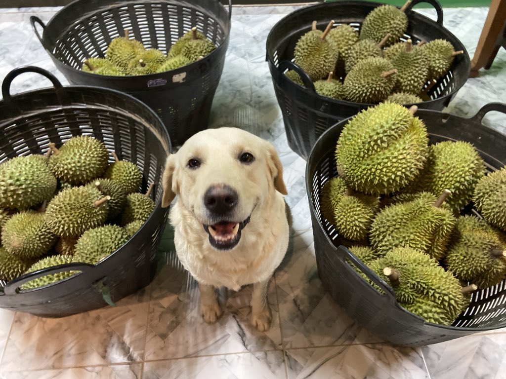 🏳️‍🌈🦋🌻 มามี๊น้องหมั่นโถวヾ(´ﻌ`) 💫🤍 tweet media