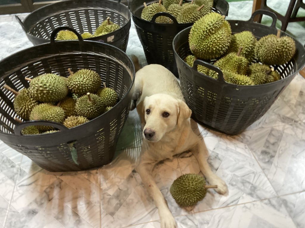 🏳️‍🌈🦋🌻 มามี๊น้องหมั่นโถวヾ(´ﻌ`) 💫🤍 tweet media