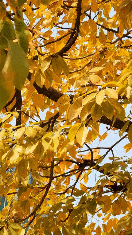 ANGELA MISHEEL RAMOS tweet media