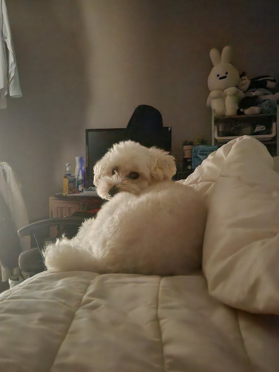 출소자 tweet media