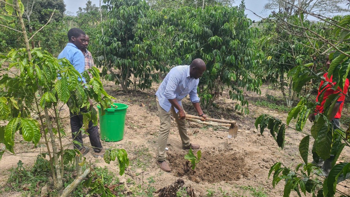 National Coffee Research Institute Uganda (NaCORI) tweet media