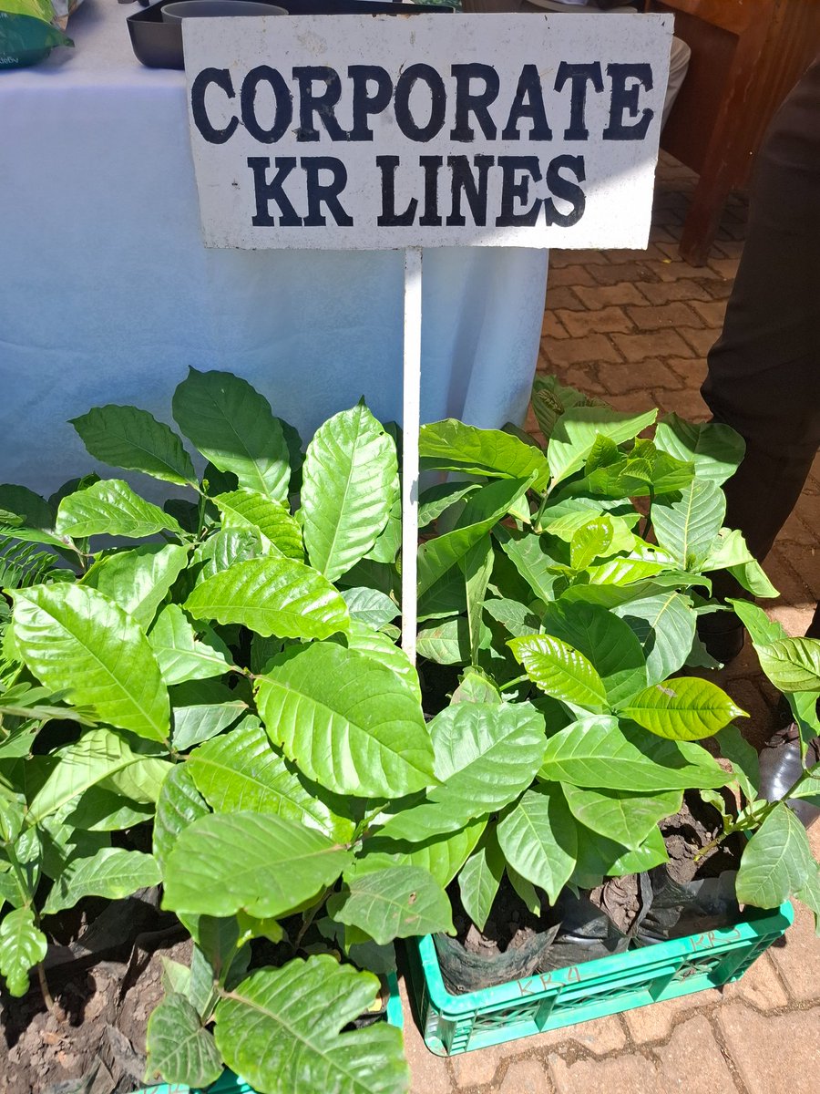 DID YOU KNOW?
Gap filling is important in coffee production. It involves replacing dead, diseased, or weak seedlings within a newly established field to maintain the intended plant population.

WHY IT MATTERS:
✅️Gaps created by dead or dried plants reduce the number of