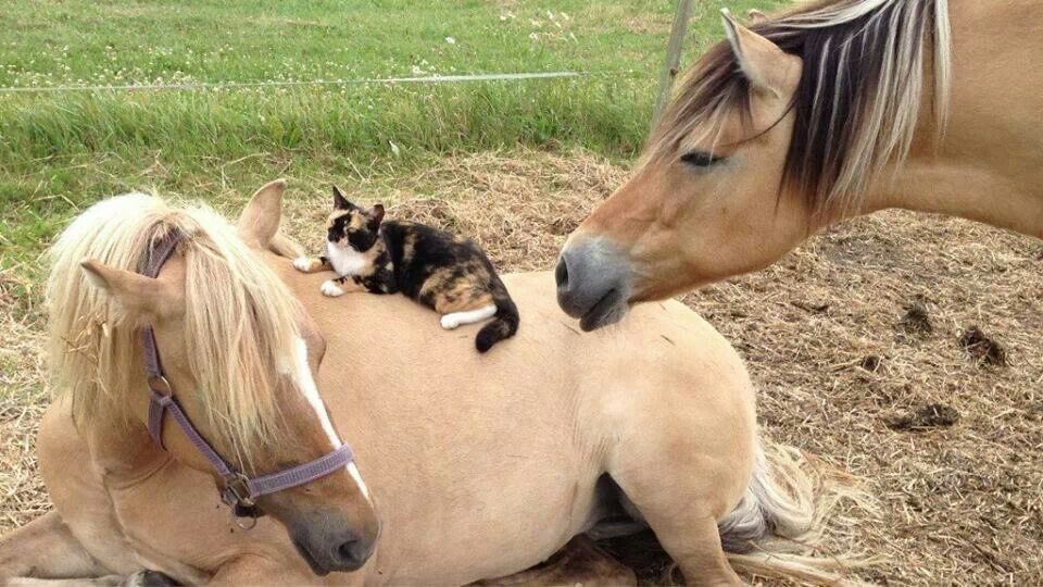 °❀.ೃ࿔* tweet media