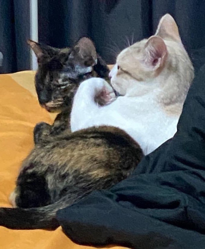 chaom.chaaem tweet media