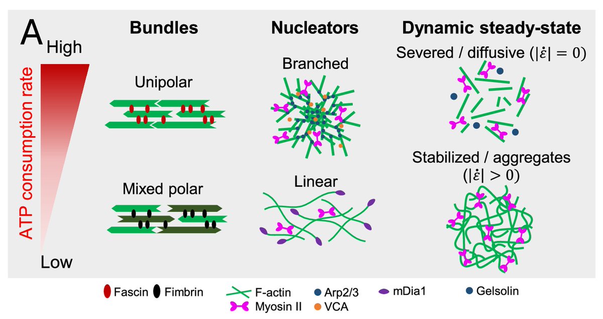 PRX_Life's tweet photo. This review explores state of the art discoveries about energy injection in cytoskeletal matter and proposes a unifying perspective that highlights how energy injection is itself a state-dependent, regulated process rather than a fixed external bath.

🔗 https://t.co/yoDy3axo1b https://t.co/kOtRwxJJW6