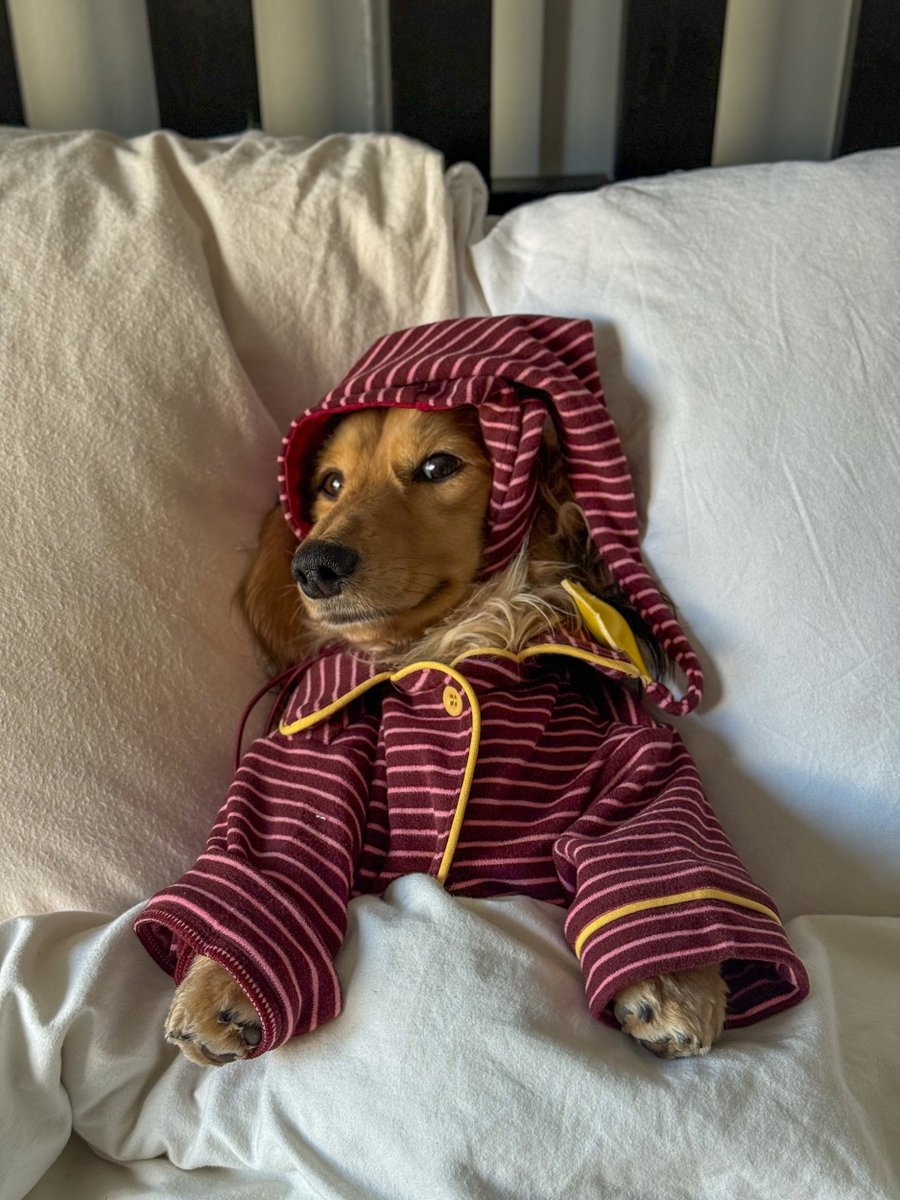 indexhu's tweet image. Wilson egy influenszer tacskó, aki már több pénzt keres, mint a gazdái. Részletek: index.hu/mindekozben/po…

Fotó: Swns / Northfoto

#England #dog #influencer #indexhu