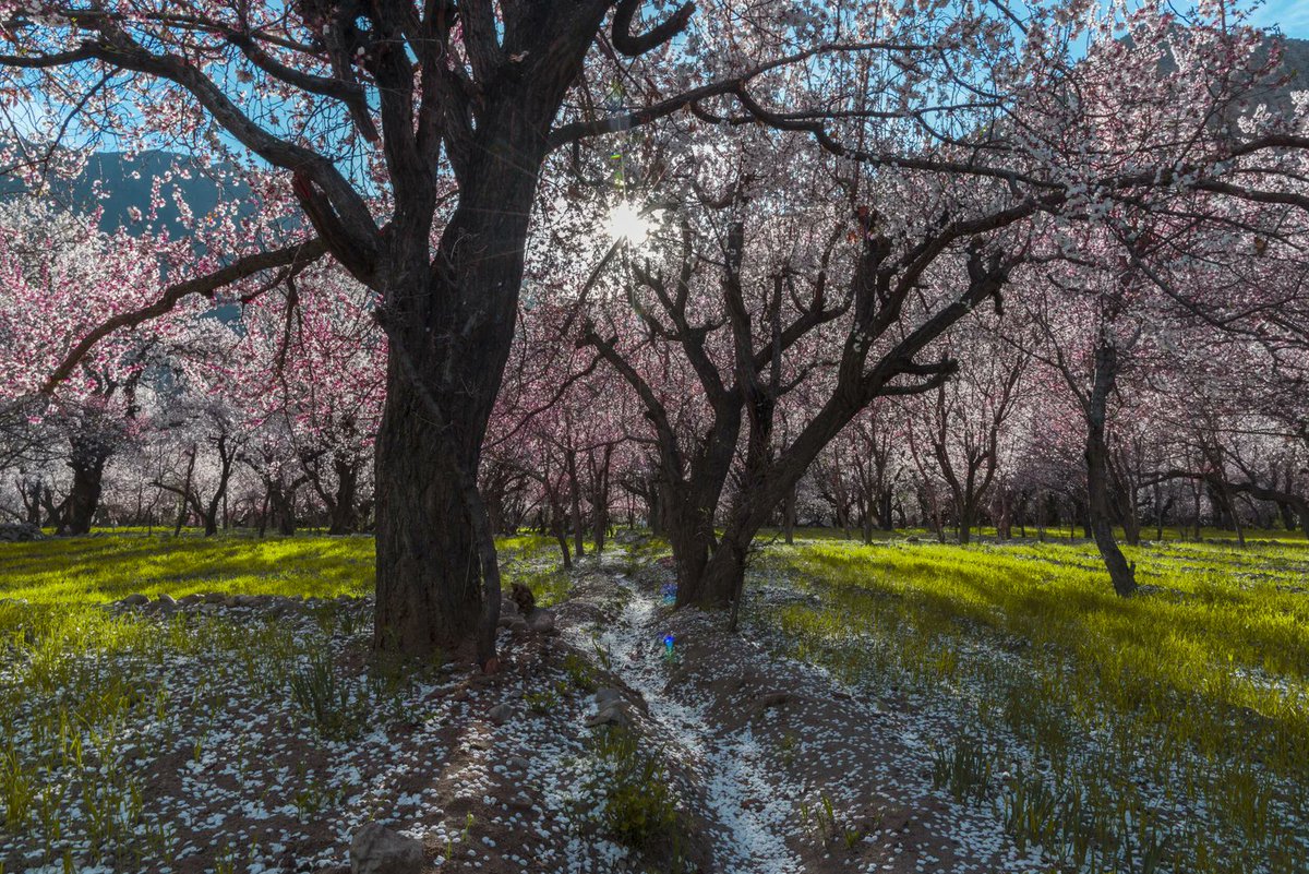 Apricot blossom festival in Ladakh 🌸💮💐🇮🇳