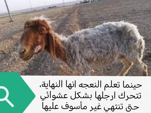 saeef666's tweet photo. @SalahAlelaj بكل اختصار https://t.co/uaCbO6u0Pa