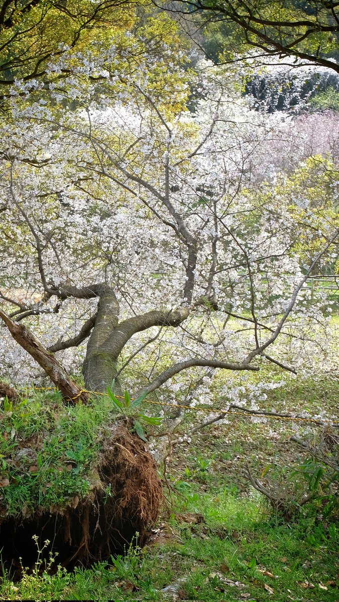 SKikusui's tweet photo. 『倒れても咲く桜』
立田山でたまたま見つけた桜
満開でめっちゃ綺麗だけど
良く見たら倒れてた

さまざ���な方向からの強風に
耐えかねて倒れてしまったけれど
最後まで諦めなかったから
見事な花を咲かせたんだよね🌸

���めない大切さを体現してくれて
ありがとう✨

#桜
#立田山 https://t.co/M8utQskB52