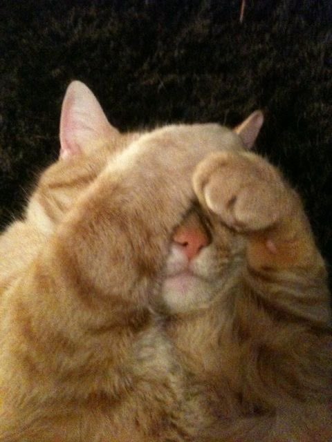 ᑤ h /•᷅•᷄\ᘏ tweet media