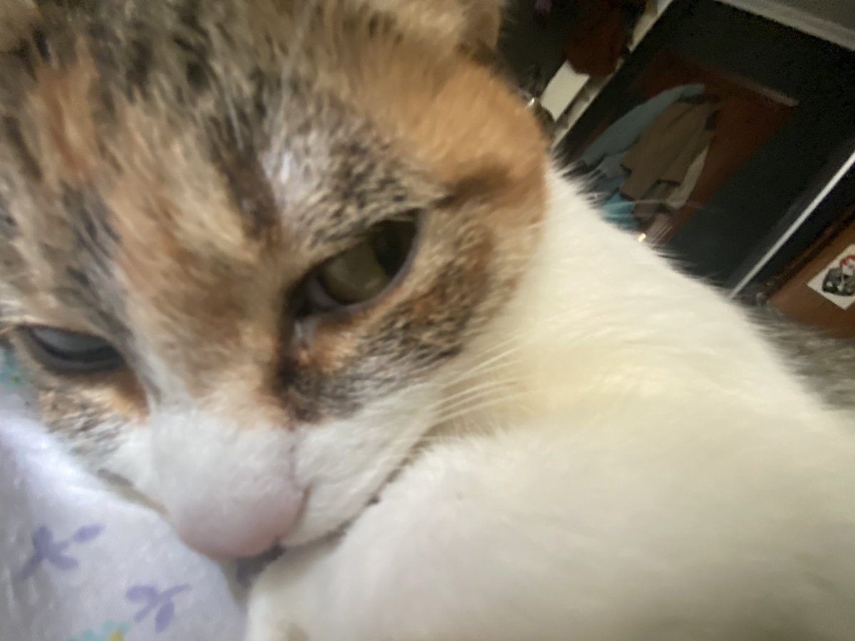 Gangle’s version tweet media