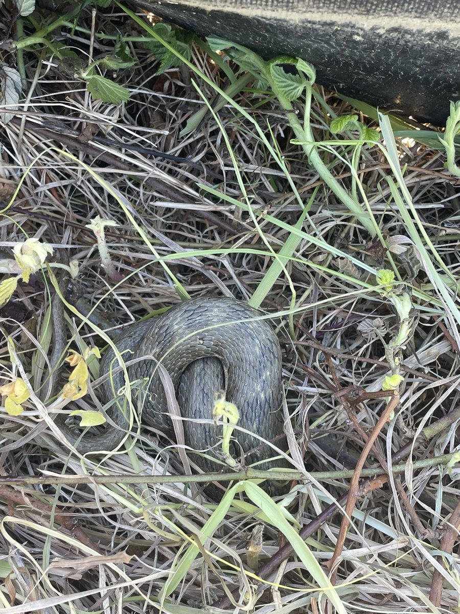 🔻🚩 tweet media