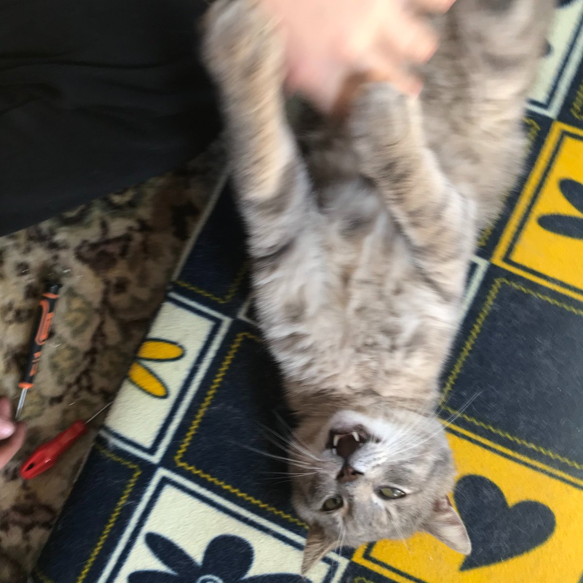 Samir ve Kral Zoltrix 🇹🇷 🐱👍 tweet media