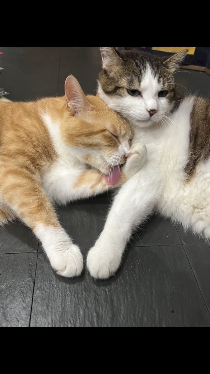 古書ワルツ KOSYO WALTZ🐈（青梅市） (@kosyowaltz) on Twitter photo 
