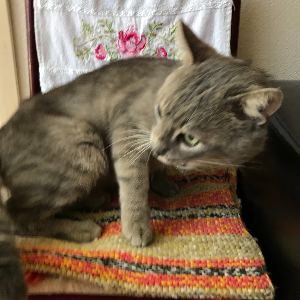 Samir ve Kral Zoltrix 🇹🇷 🐱👍 tweet media