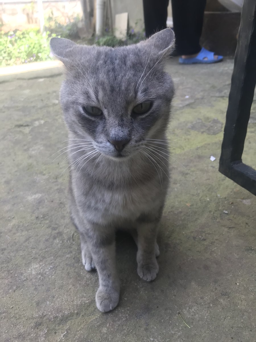 Samir ve Kral Zoltrix 🇹🇷 🐱👍 tweet media