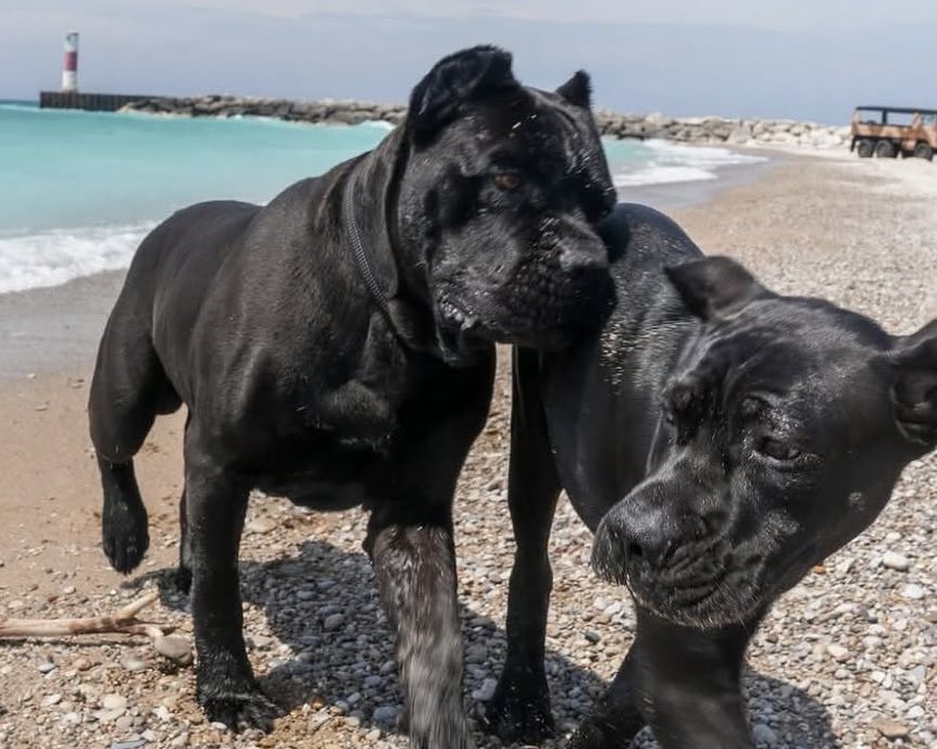 Nice Kicks tweet media