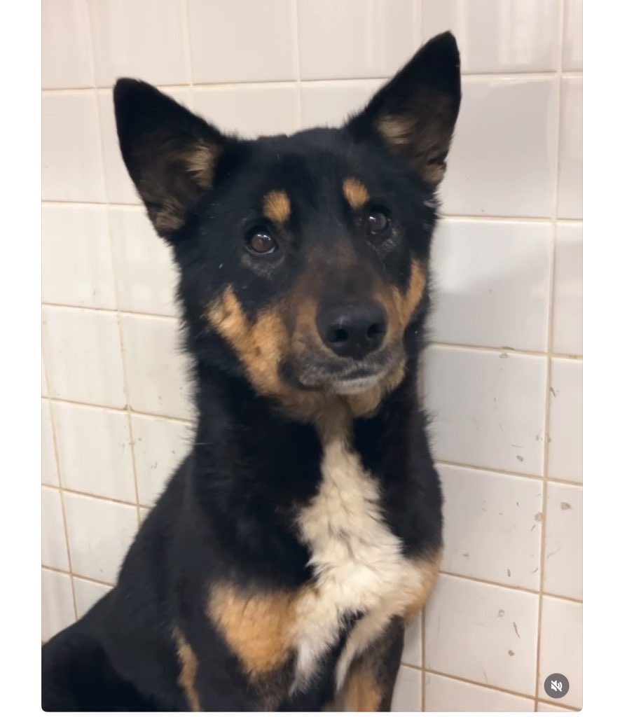 ヘタレ福祉職員@痛恨のヤメルヤメル詐欺 tweet media