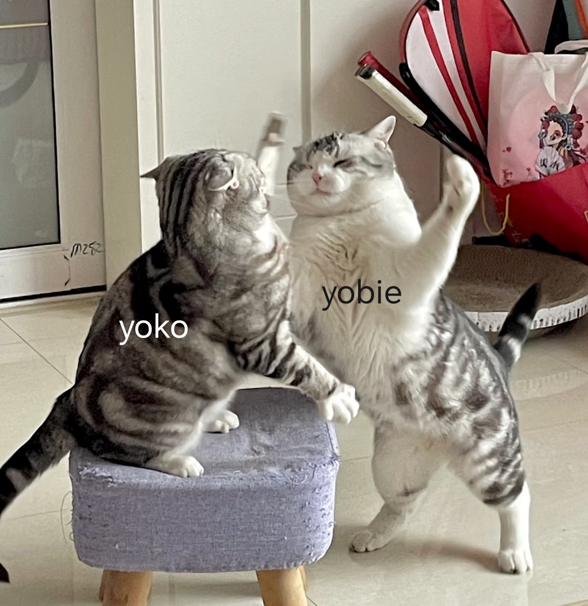 去数星星yo几颗_Xin tweet media