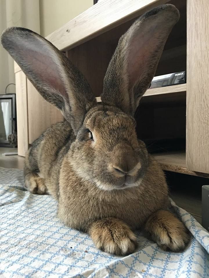 Morioh Base tweet media