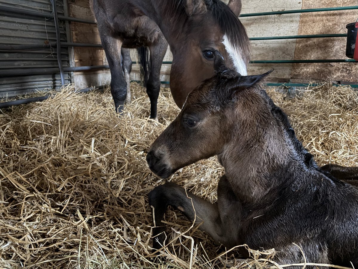 HumberRacing's tweet photo. Three new colts on the ground and we couldn’t be more excited 🔥

• A sharp colt from WILD HONEY by Ontario sire RELOAD
• Two strong colts by top 10 Ontario Sire DANISH DYNAFORMER out of SPEEDING STARLET and HARBOUR VIXEN

The future is looking fast 🐎💨 #HumberRacing https://t.co/mOiI5Za1Lp
