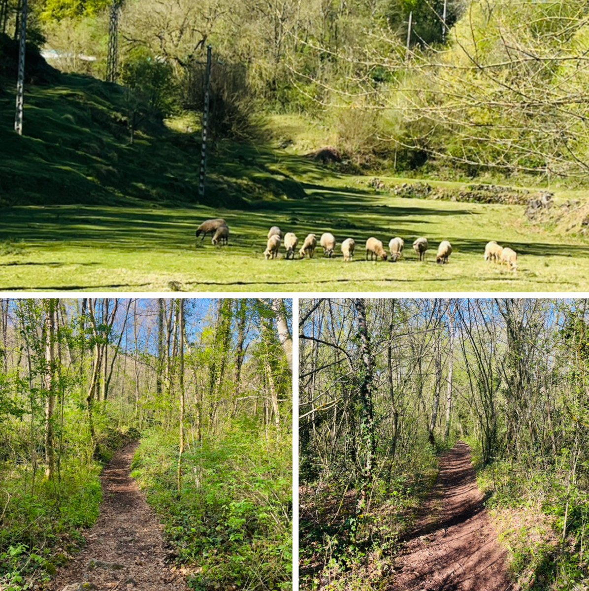 Saps on és la fageda d'en Jordà?
Si vas pels volts d'Olot, amunt del pla,
trobaràs un indret verd i pregon
com mai cap més n'hagis trobat al món:
un verd com d'aigua endins, pregon i clar;
el verd de la fageda d'en Jordà.
💚🍃🌱🎨
Joan Maragall