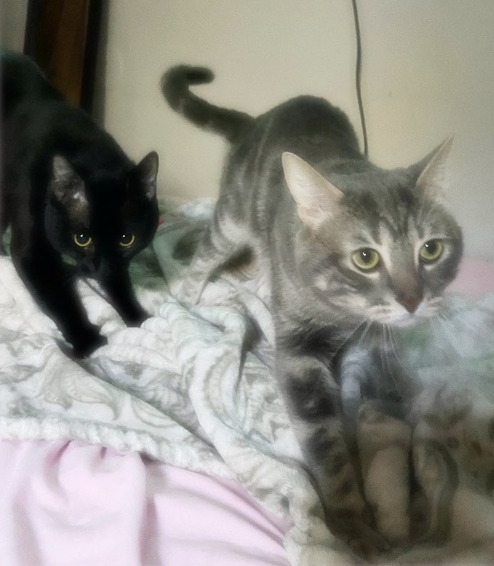 noeatingbunni's tweet image. breakfast ~217 plus my kittys! ໒꒰ྀིᵔ ᵕ ᵔ ꒱ྀི১