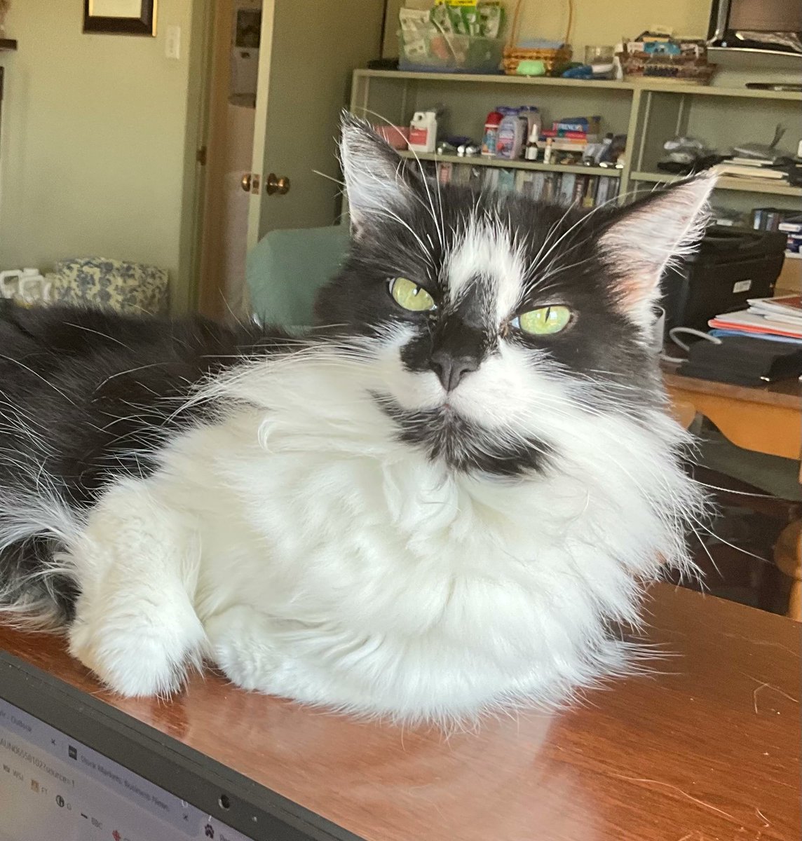 DorotheaCatMiddVT🐈 tweet media