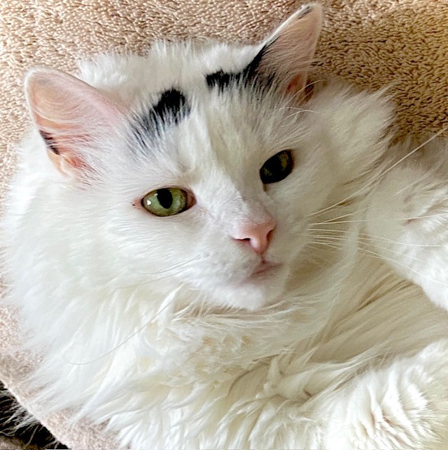 DorotheaCatMiddVT🐈 tweet media