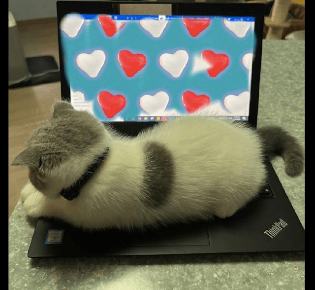 bappy1986's tweet photo. Just 5 more minutes of "researching" cat videos before pretending to type again.  #OfficeVibes #SlayTheSlack https://t.co/h74bxlgr4F