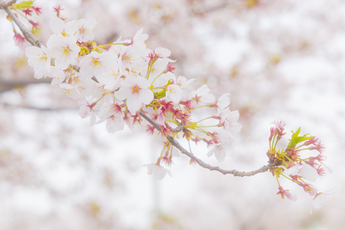 もち🍙 tweet media