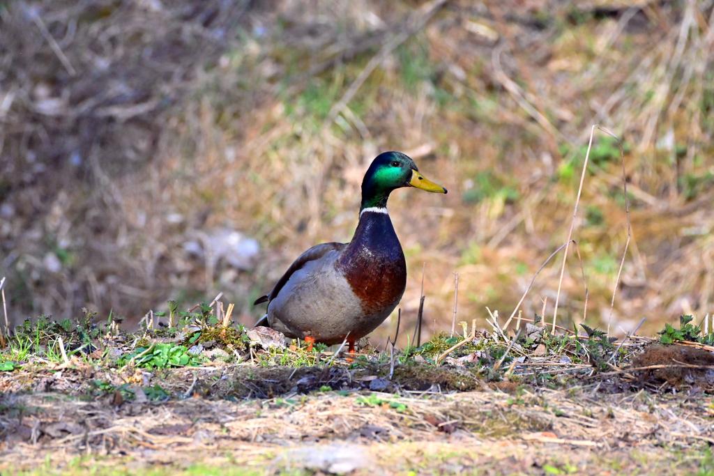 Zbigniew Siedlewski tweet media