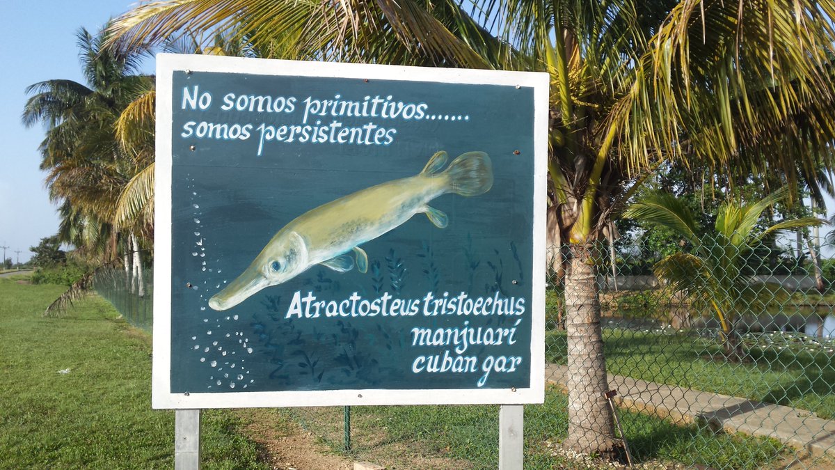 grupo_fauna's tweet photo. El manjuarí está considerado un fósil viviente que cuidan con mucho esmero los trabajadores de la Empresa para la Conservación de la Ciénaga de Zapata (ECOCIENZAP) de la provincia de Matanzas
#GeffCuba
#GeffConservacion
@AgriculturaCubana https://t.co/qoyc05BWQ1